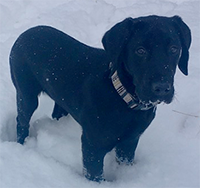 Puppy Training in Loveland CO