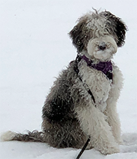 Longmont Puppy Training