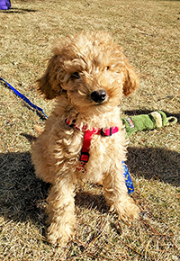 Puppy training in Berthoud Colorado