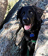 Dog Training Hiking review from Longmont