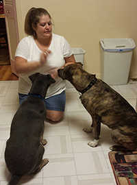 Dog training multiple dogs in Loveland review