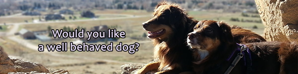 Positive Dog Training in Loveland, Longmont, Berthoud, Northern Colorado, by PAWSitive Approach LLC Dog Training