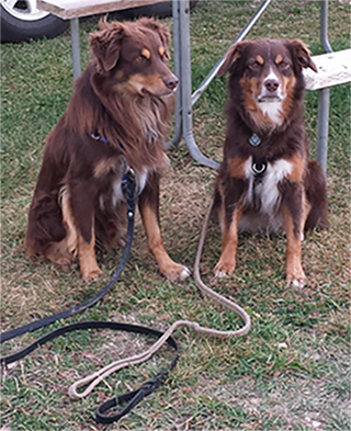 Dog training lessons, Behavior Modification|Loveland, Longmont, Berthoud Colorado